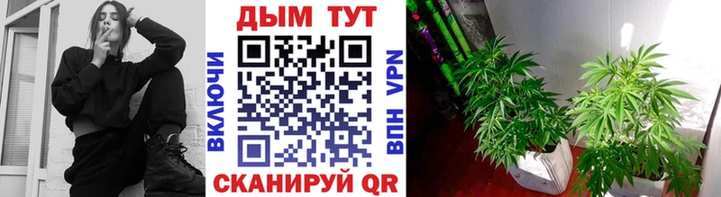 магазин    Северо-Курильск  Каннабис семена 